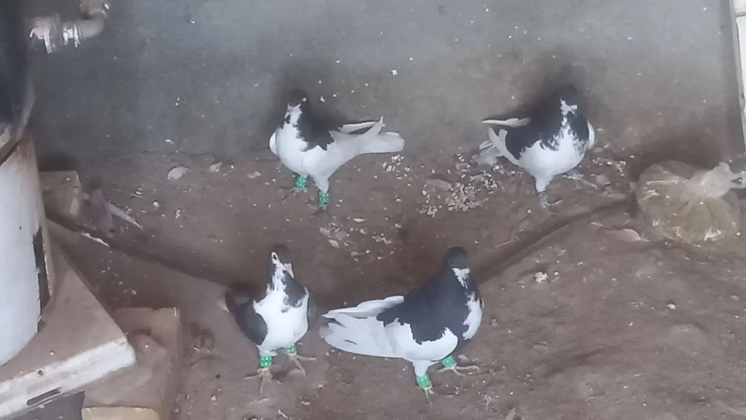 کبوتر|پرنده|زبرخان, |دیوار