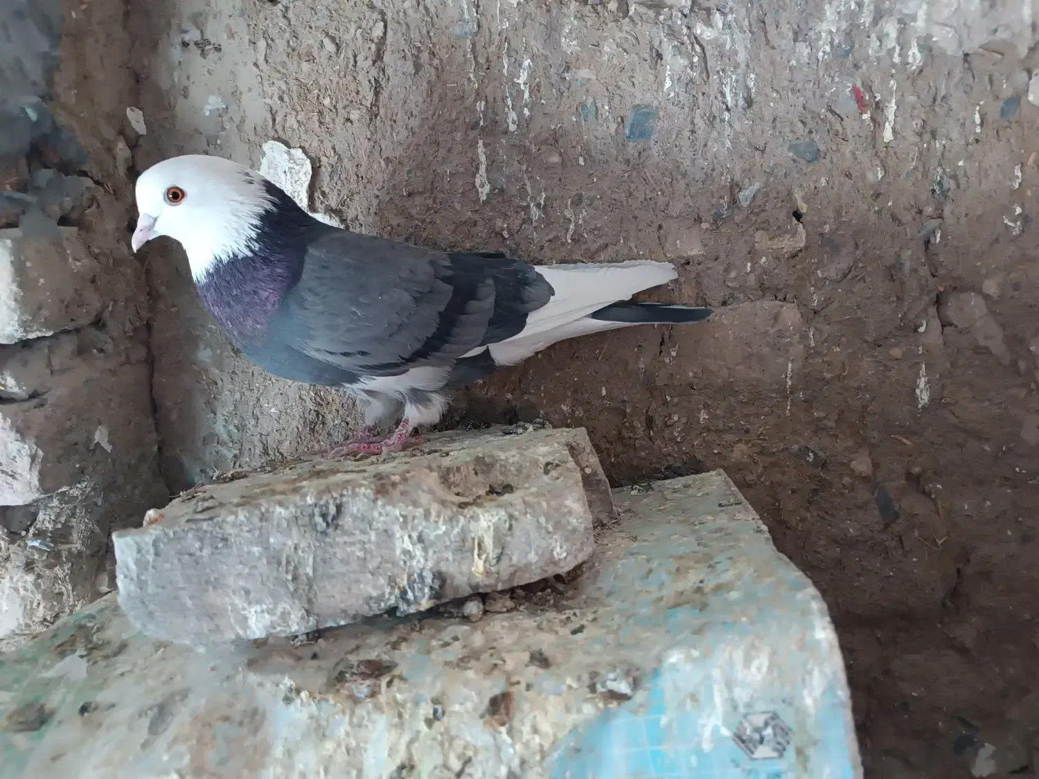 دوتا کبوتر نر|پرنده|ملایر, |دیوار