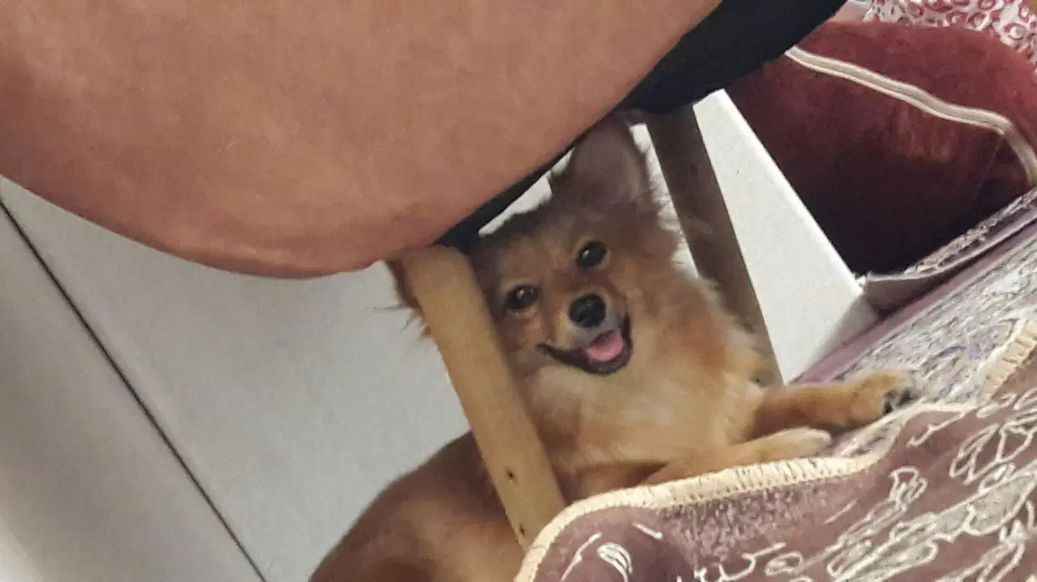 سگ خونگی|سگ|بوئین زهرا, |دیوار