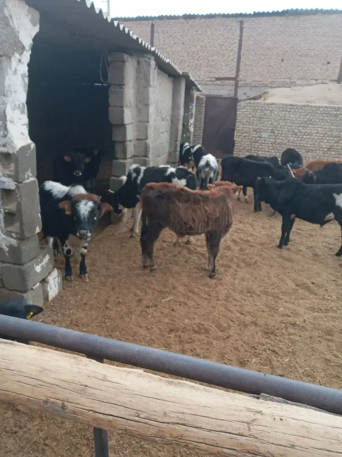 گوساله گیل وگیلدورگ واکسن تب برفکی خورده ۴۳ملیون|حیوانات مزرعه|پیشوا, |دیوار