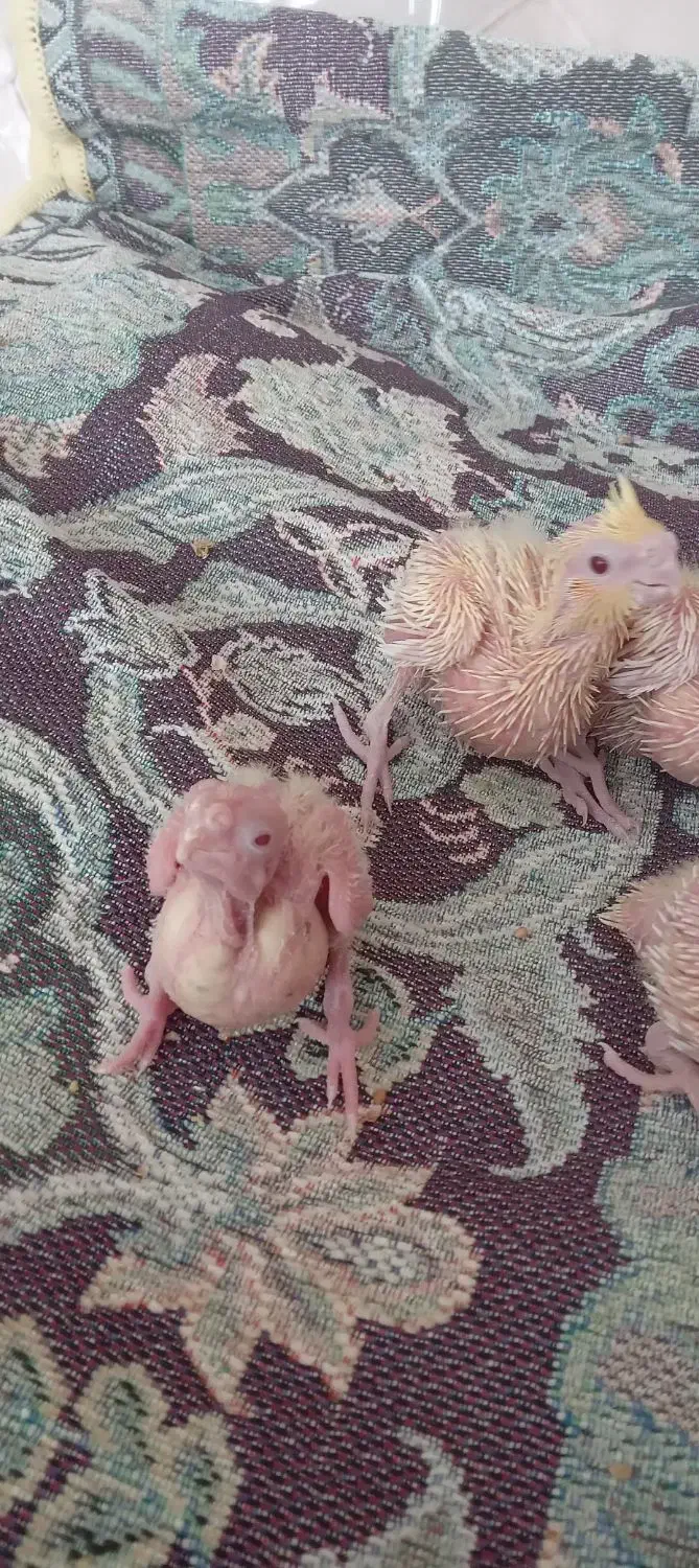 جوجه عروس هلندی لوتینو|پرنده|تهران, مسعودیه|دیوار