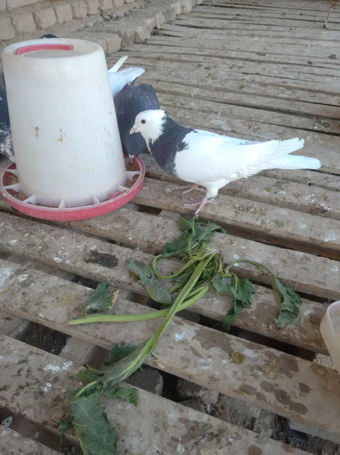 کبوتر طوقی|پرنده|جوین, |دیوار