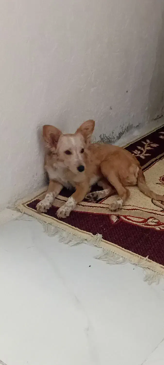 سگ چیکو|سگ|گرگان, |دیوار