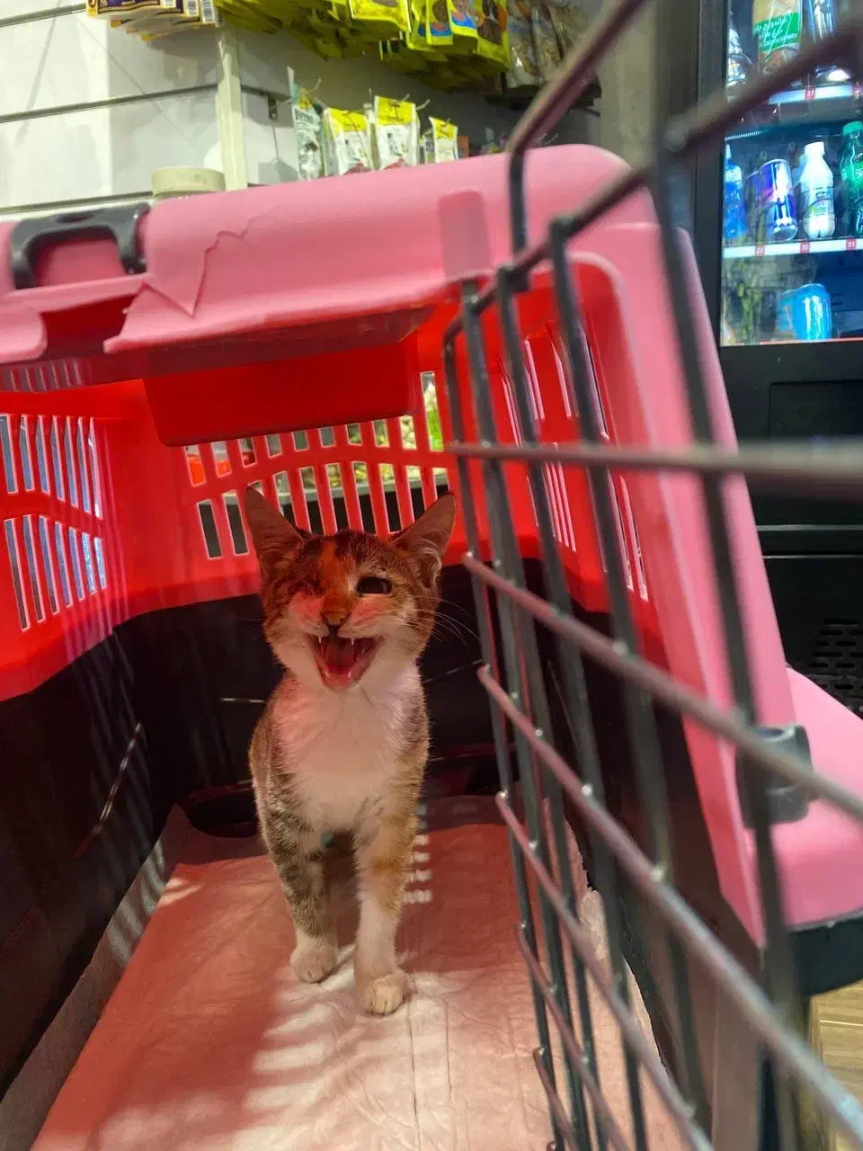 واگذاری بچه گربه ماده|گربه|رشت, منظریه|دیوار