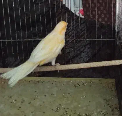 قناری نر بخون،ماده،جوجه رسمی صحیح سالم سلامت|پرنده|قم, حاج زینل|دیوار