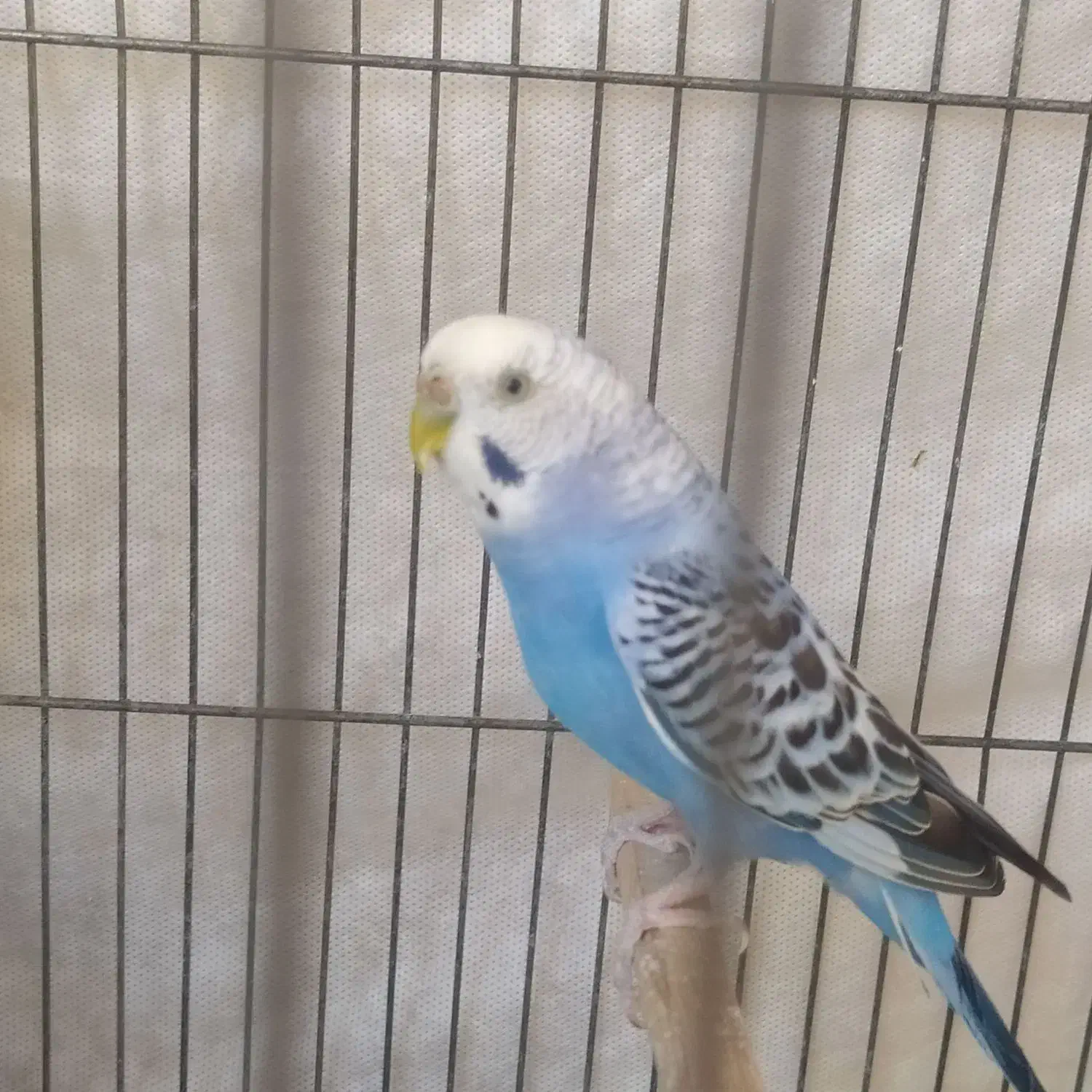 مرغ عشق|پرنده|قزوین, |دیوار