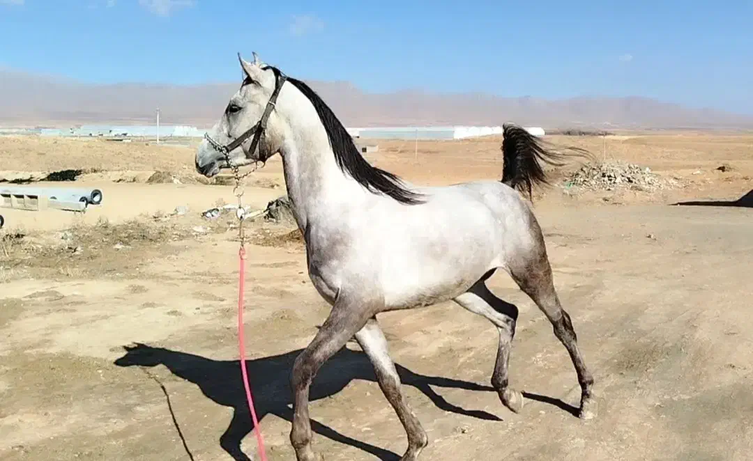 فروش اسب نریان عرب|اسب و تجهیزات اسبسواری|چادگان, |دیوار