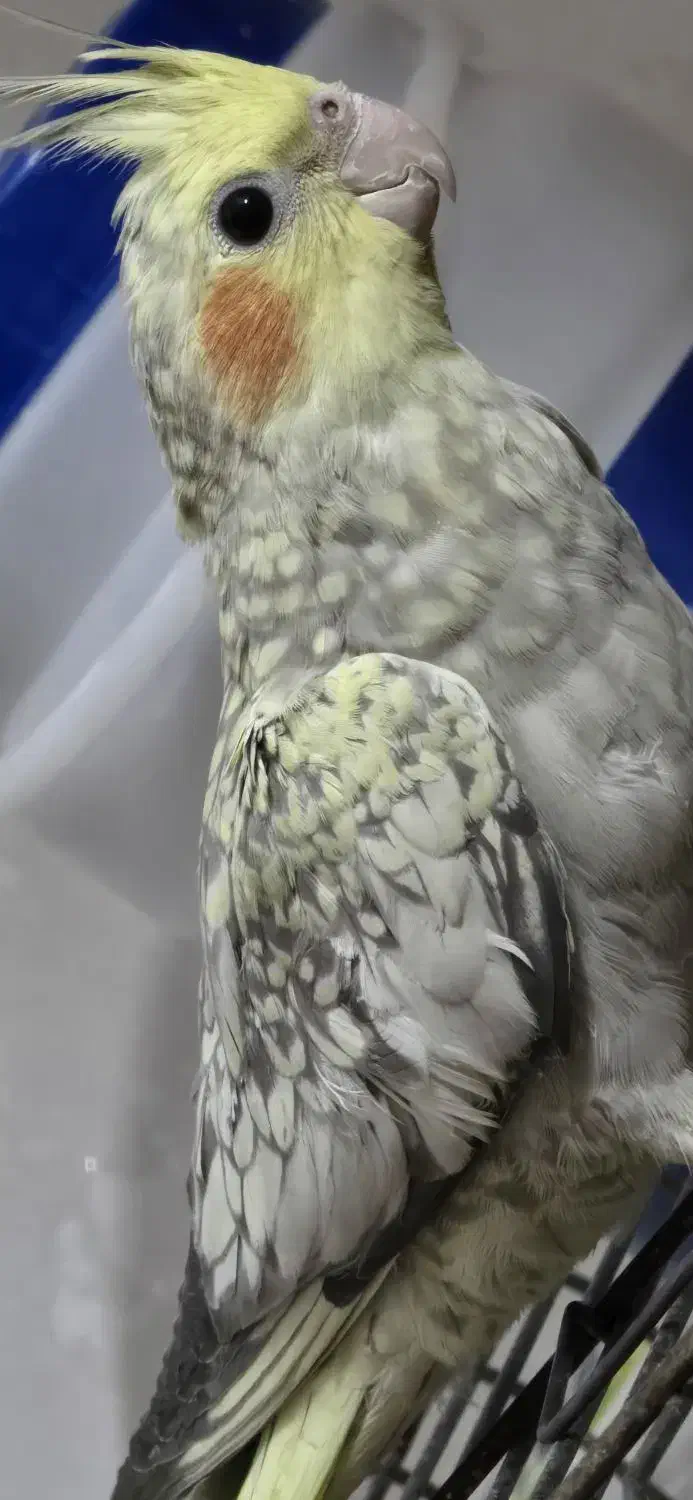 عروس هلندی|پرنده|قم, سالاریه|دیوار