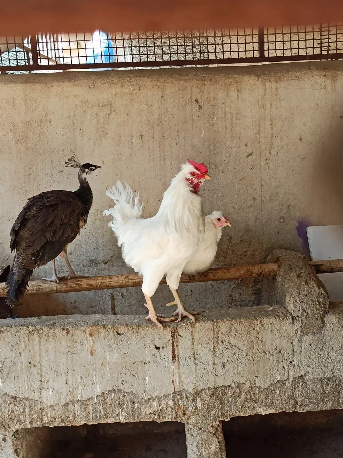 مرغ و خروس گلین و گیل اصل گیلانی|حیوانات مزرعه|پیشوا, |دیوار