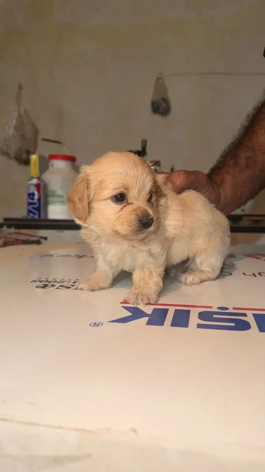 واگذاری|سگ|کرج, شهرک بنفشه|دیوار