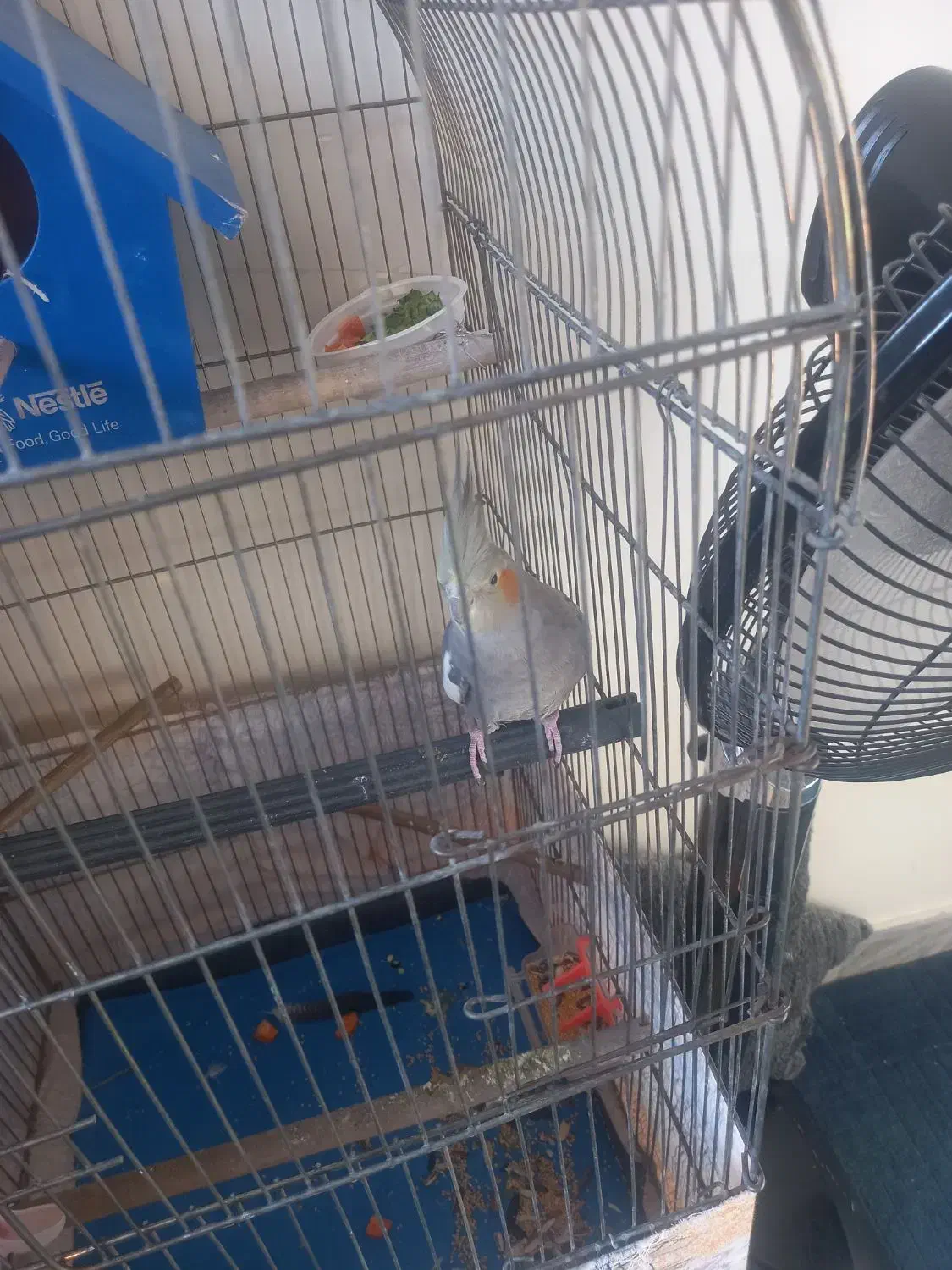 عروس هلندی|پرنده|تهران, شهرک رضویه|دیوار