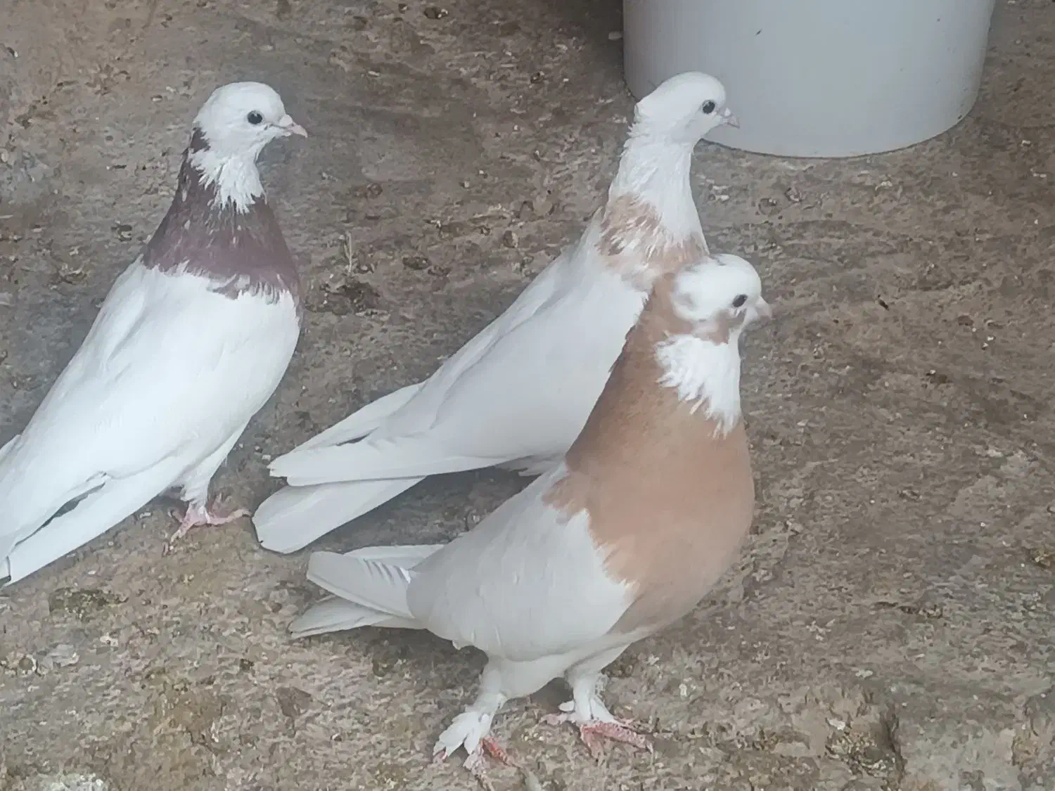 طوقی|پرنده|شیراز, داریون|دیوار