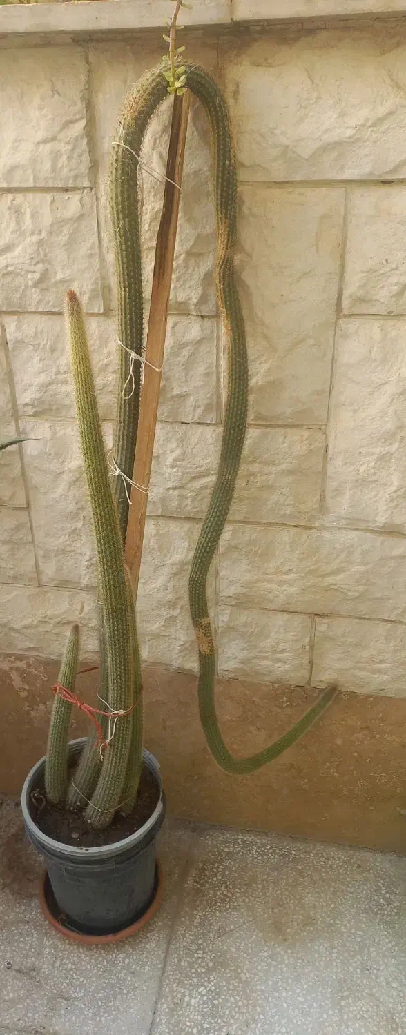 گلدان طبیعی|گل و گیاه طبیعی|سمنان, |دیوار