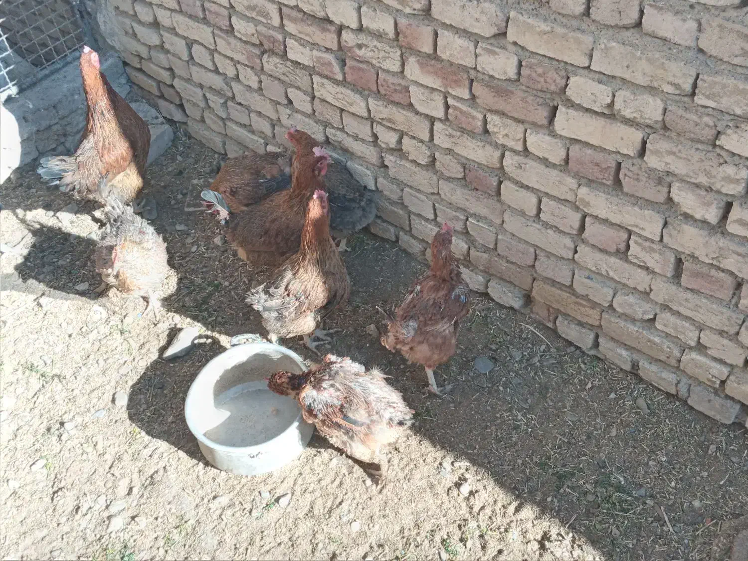 مرغ محلی|حیوانات مزرعه|خمین, |دیوار