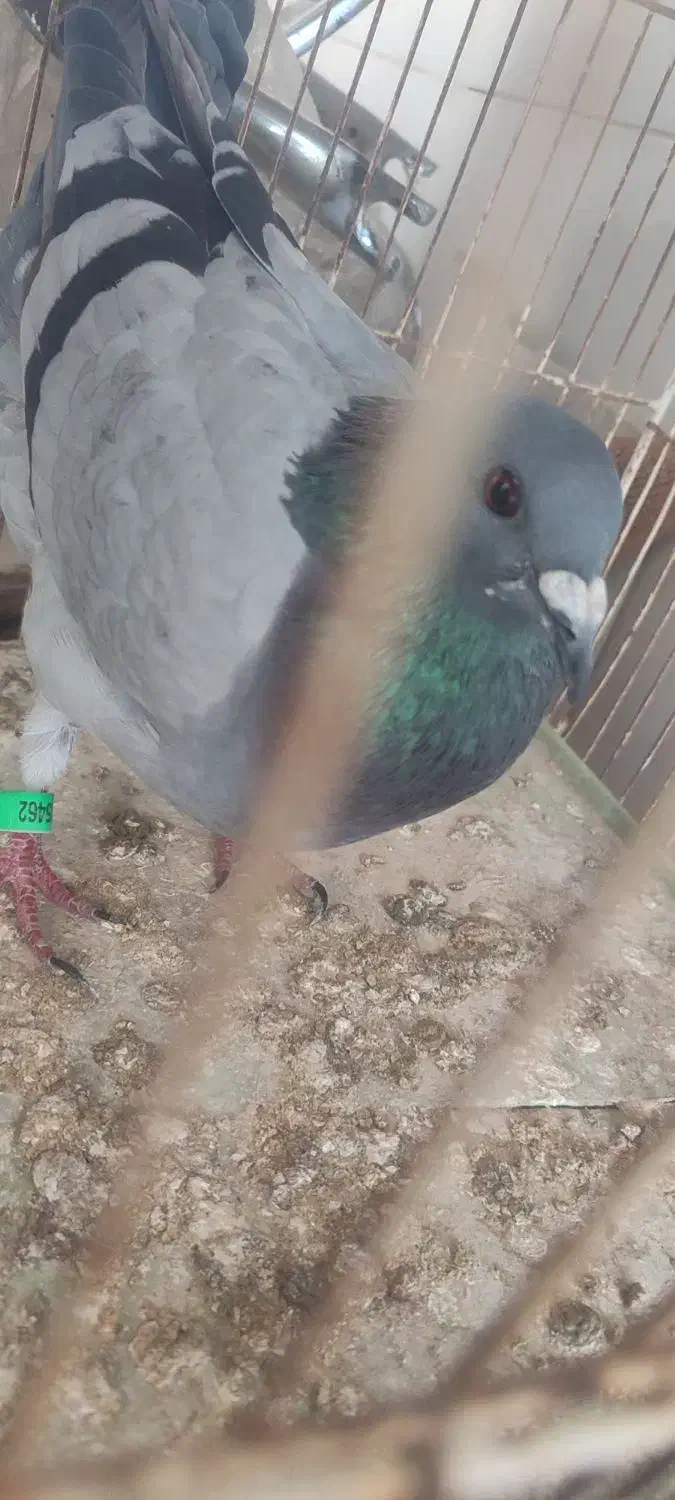 کبوتر پلاکی|پرنده|بندر گناوه, |دیوار