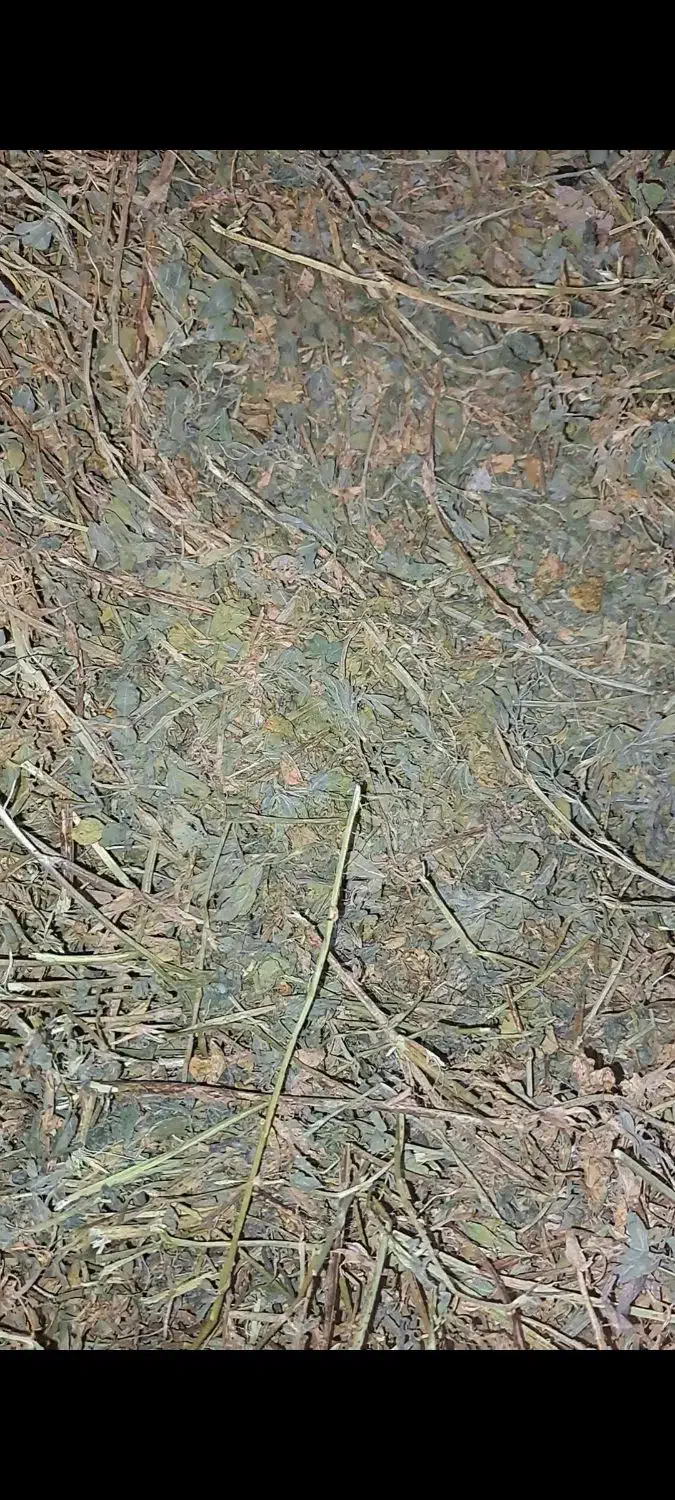 یونجه مخصوص خرگوش|لوازم جانبی حیوانات|دماوند, گیلاوند|دیوار