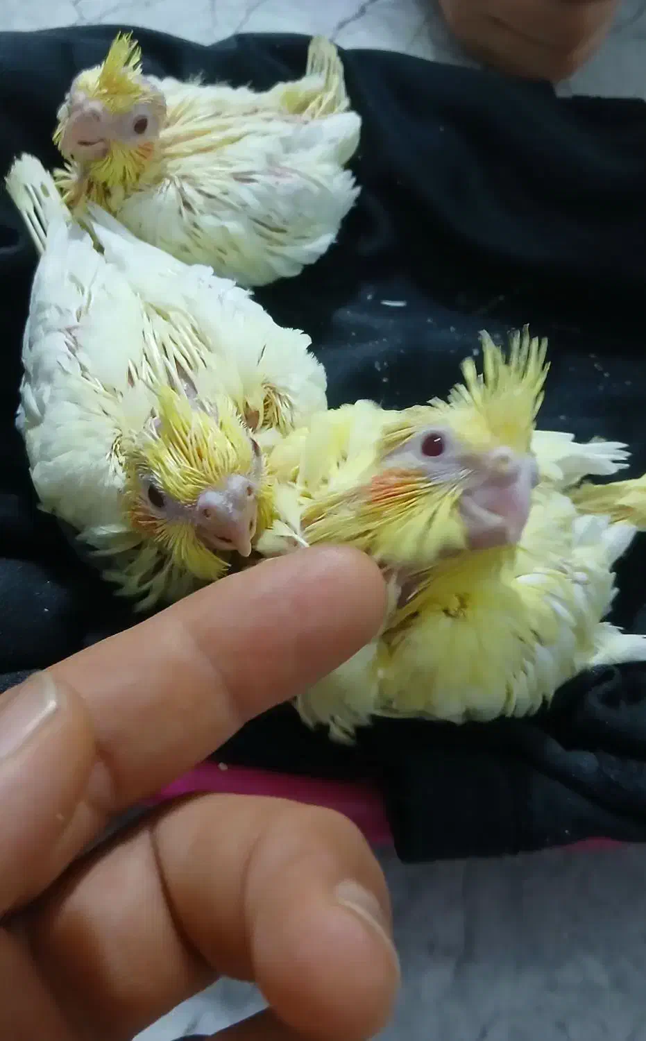 عروس هلندی|پرنده|پرند, فاز ۶|دیوار