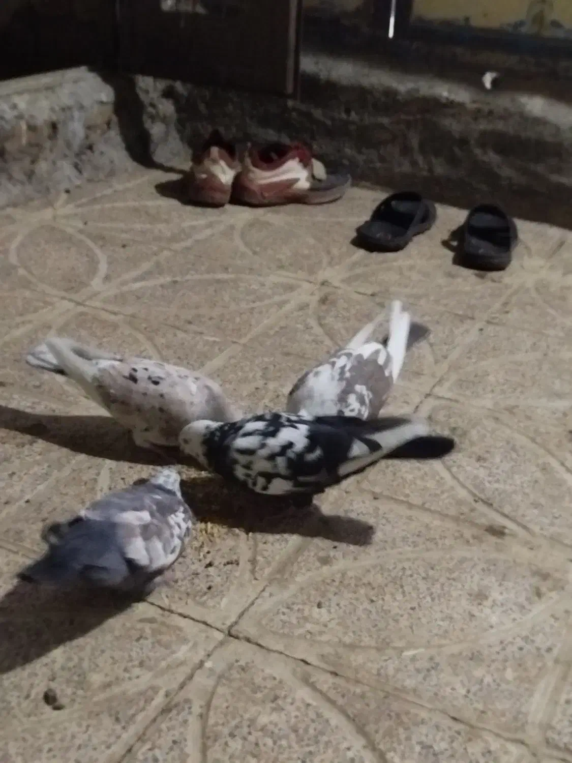 کفتر|پرنده|دورود, |دیوار