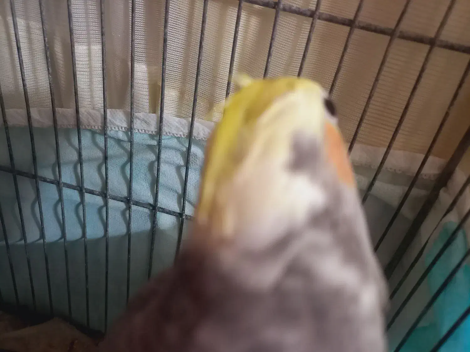 عروس زیبا|پرنده|قم, نخودی|دیوار