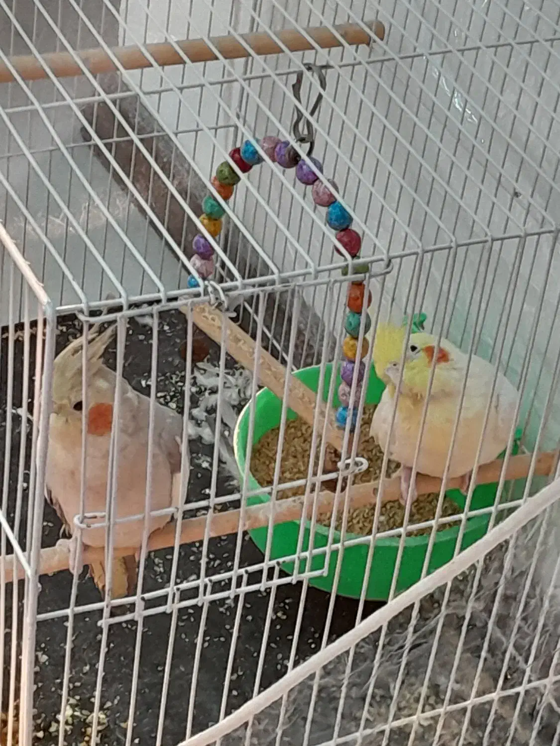 عروس هلندی معاوضه با عروس هلندی یا کوتوله دستی|پرنده|مشهد, ویلاشهر|دیوار