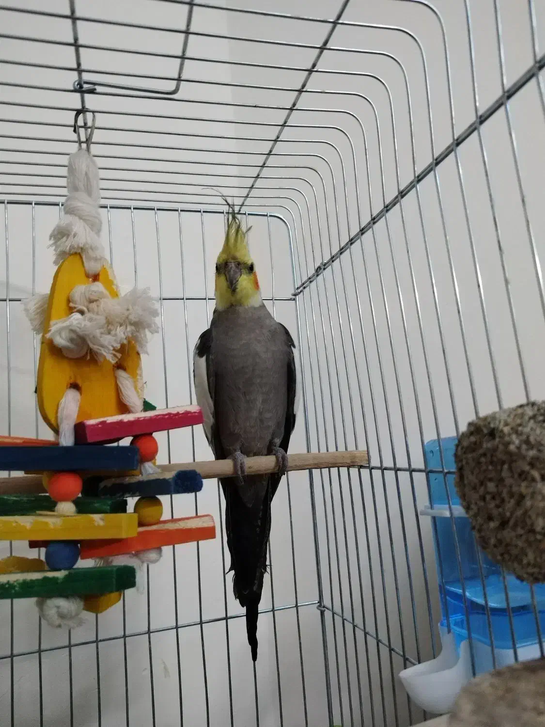 عروس هلندی سینامون|پرنده|فردیس, قریشی|دیوار