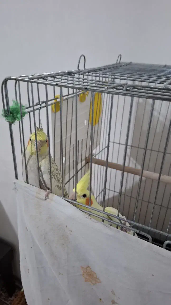 عروس هلندی|پرنده|قره ضیاالدین, |دیوار