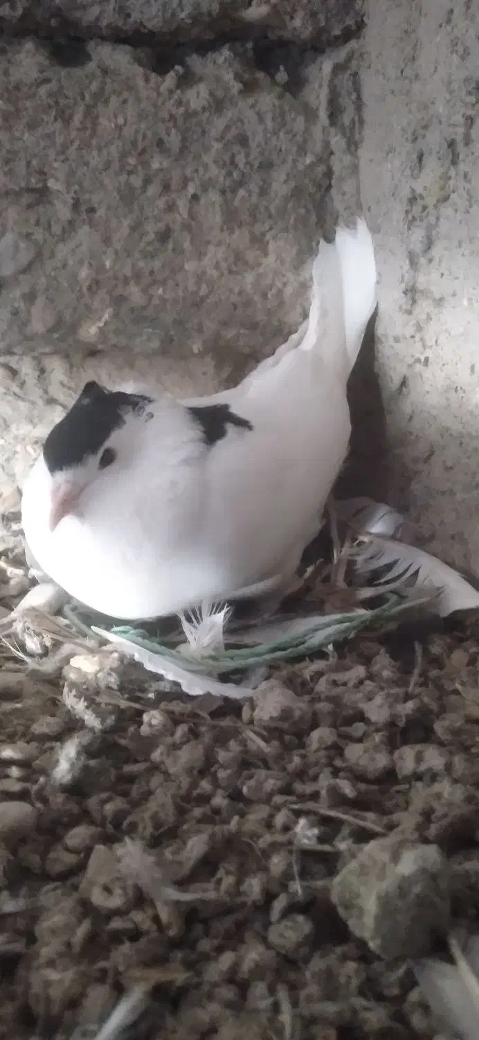 کفتر طوقی|پرنده|خان ببین, |دیوار