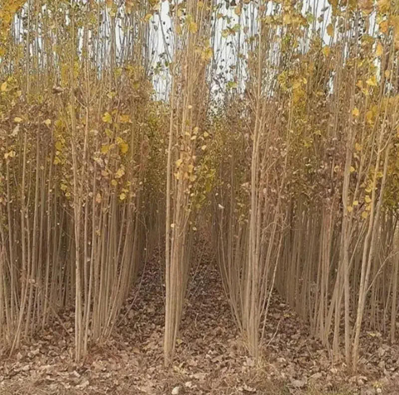 درخت صنوبر وکبوده|خدمات باغبانی و درختکاری|نقده, |دیوار