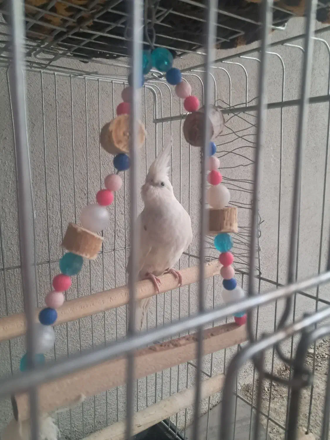 عروس هلندی آماده|پرنده|دهلران, |دیوار