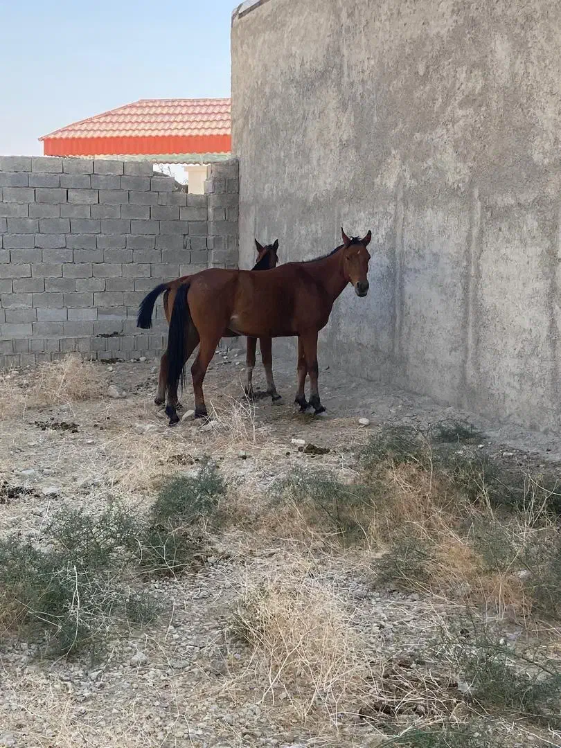 اسب مادیون عرب|اسب و تجهیزات اسبسواری|شبانکاره, |دیوار