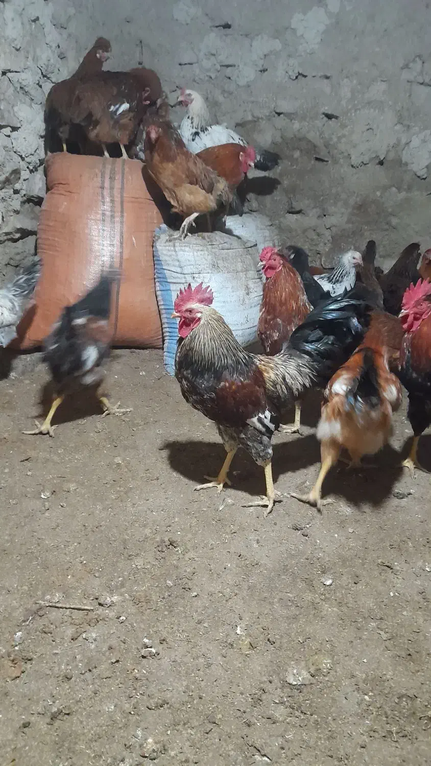 خروس|حیوانات مزرعه|خلخال, |دیوار