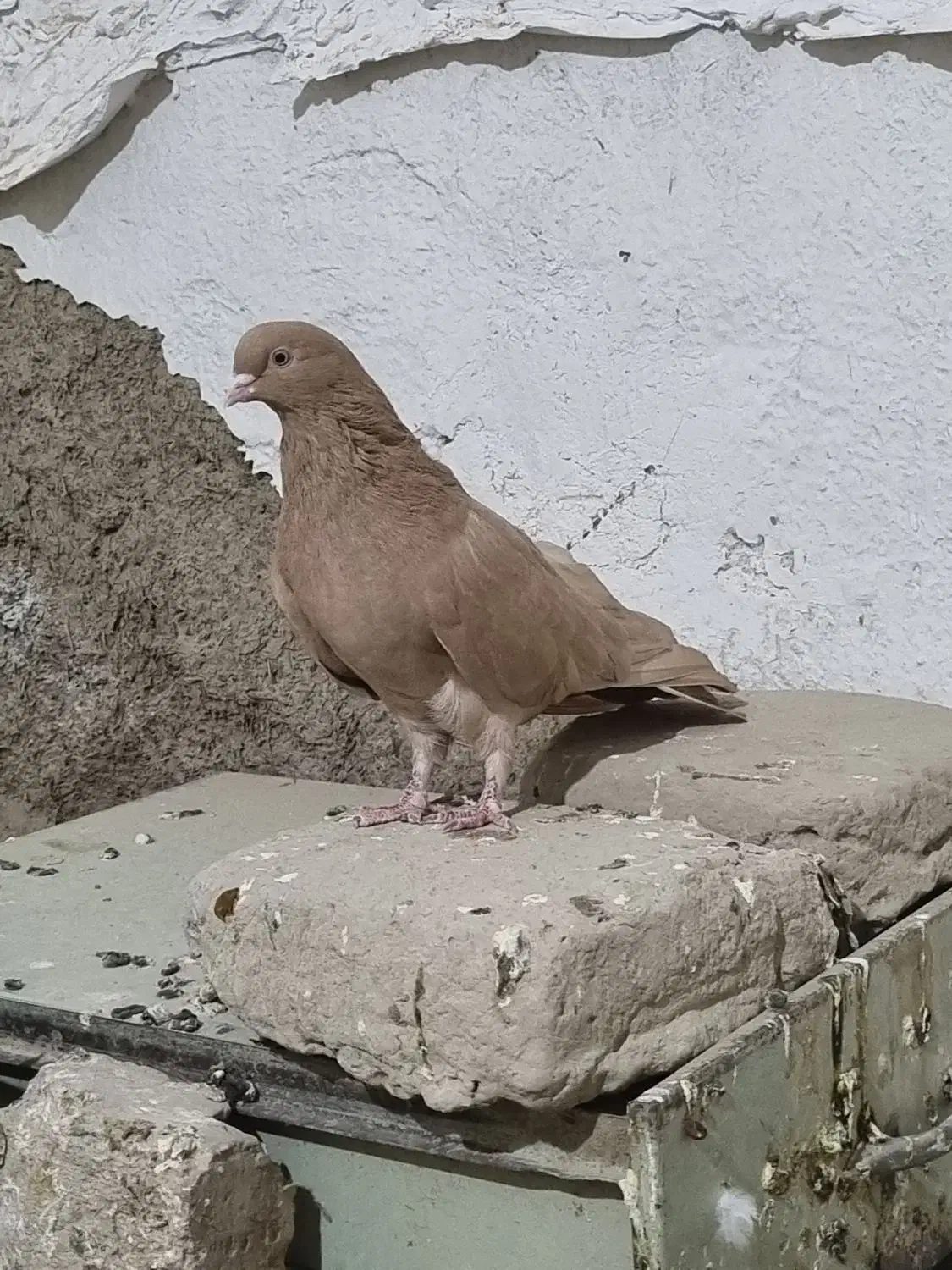 کبوتر|پرنده|جزنیک, |دیوار