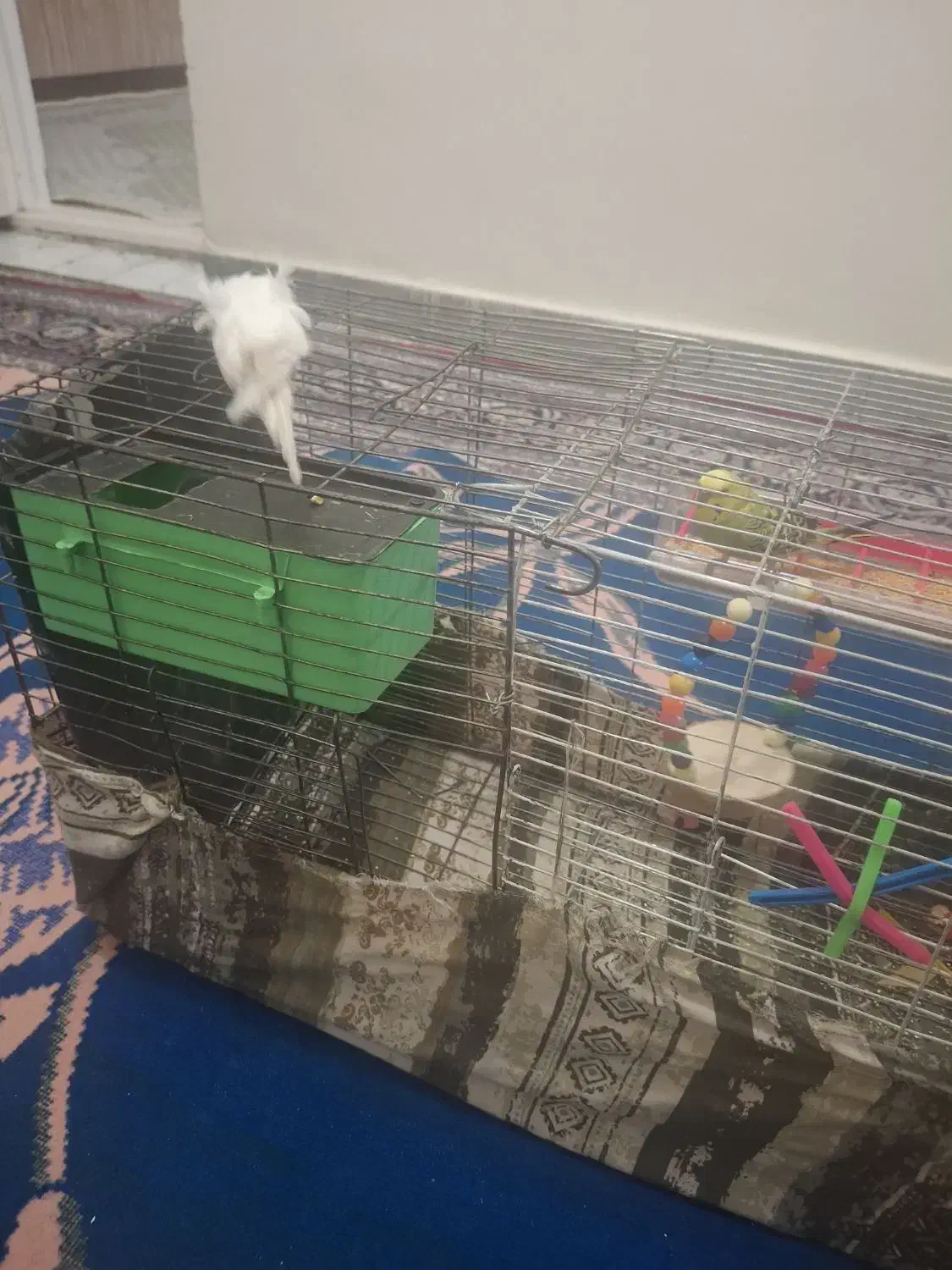 معاوضه با عروس هلندی|پرنده|رومشکان, |دیوار