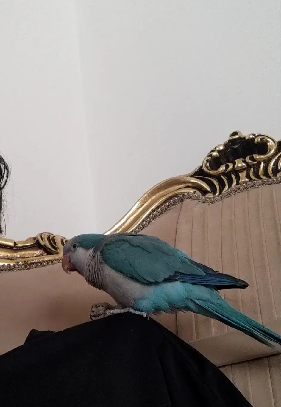 طوطی راهب سخنگو|پرنده|کرمانشاه, |دیوار