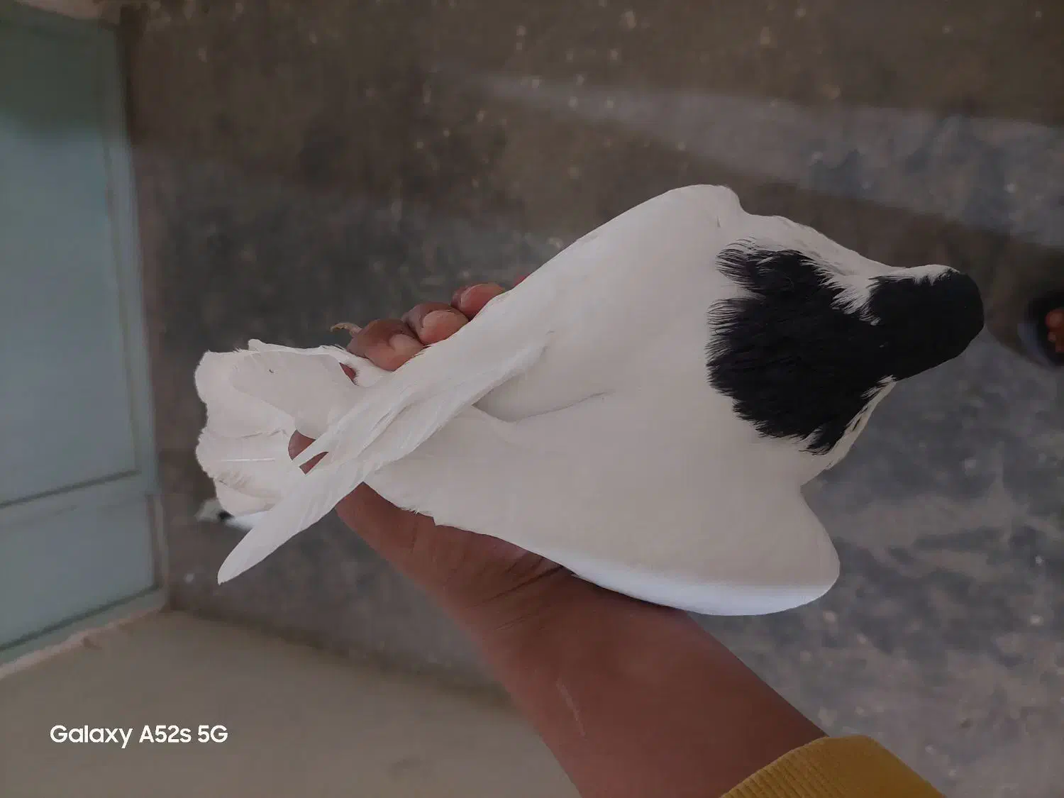 کبوتر|پرنده|قائن, |دیوار