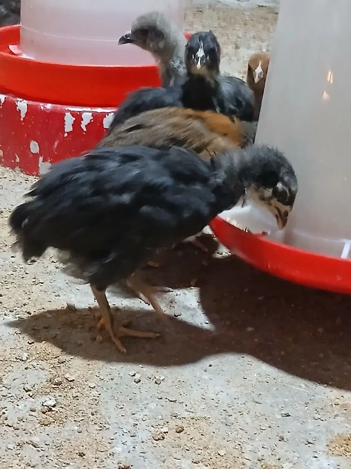 جوجه مرغ|حیوانات مزرعه|سیرجان, |دیوار