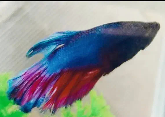 ماهی فایتر|ماهی|مشهد, سید رضی|دیوار