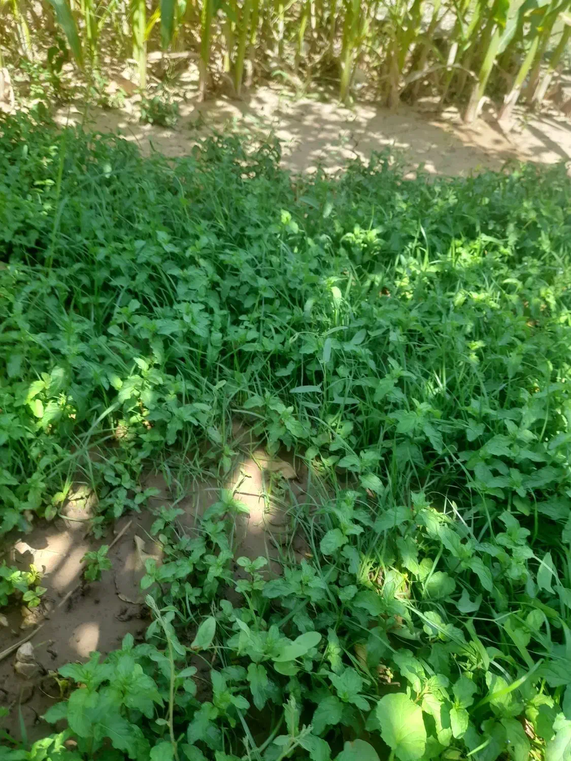 نهال زرشک وعناب|گل و گیاه طبیعی|قائن, |دیوار