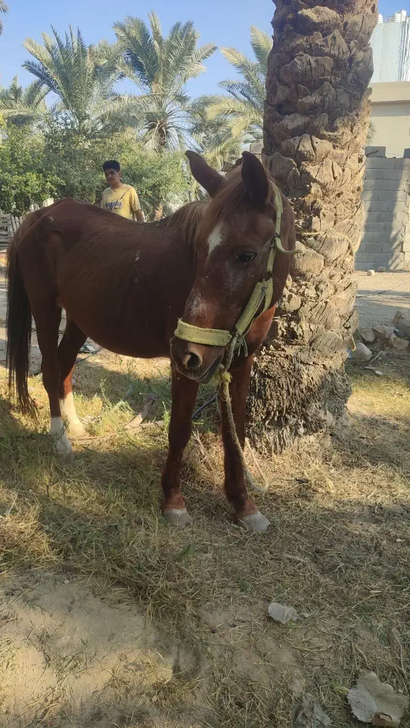 اسب مادیان|اسب و تجهیزات اسب‌سواری|جم, |دیوار