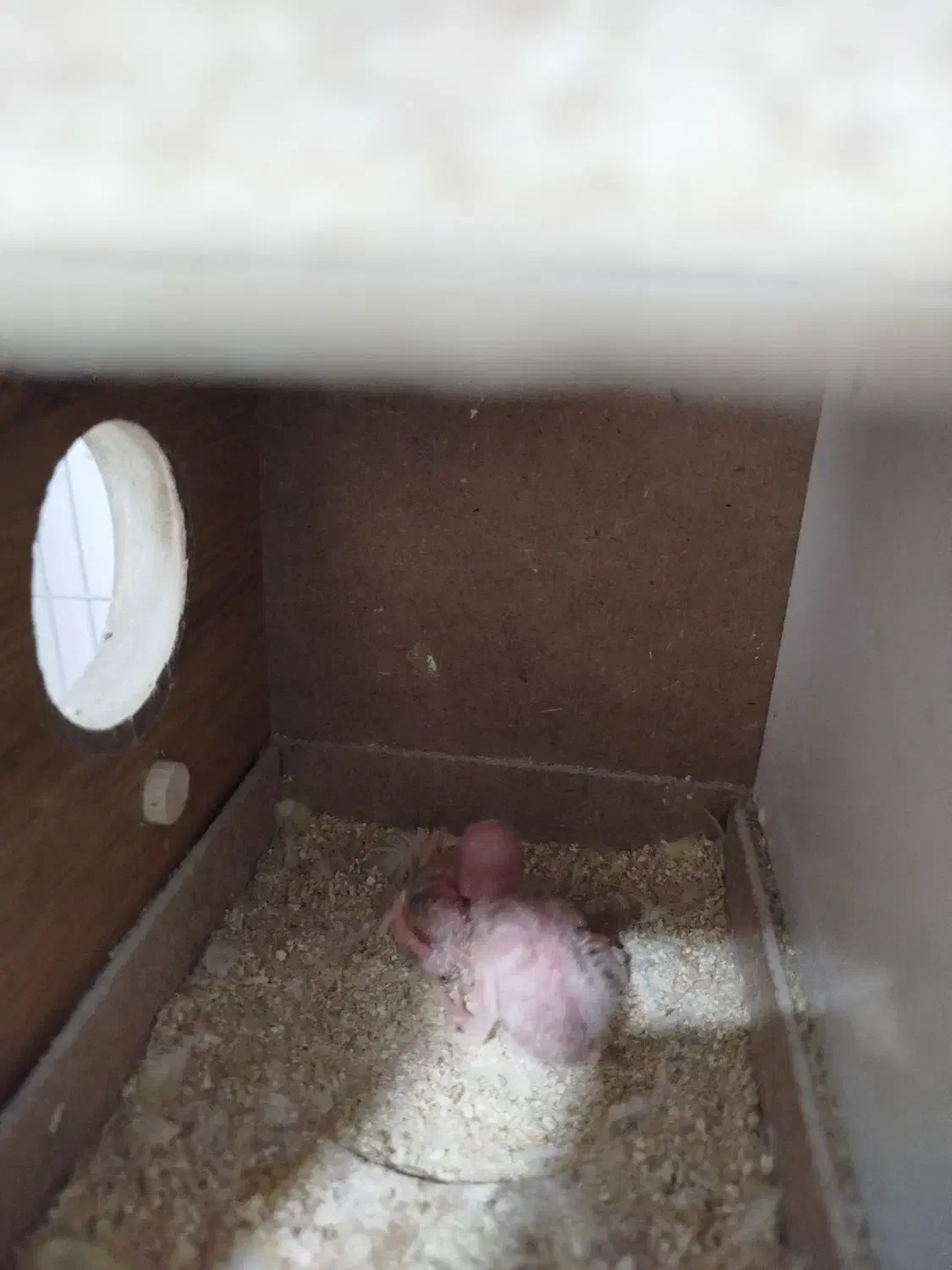 کوتوله مولد|پرنده|رفسنجان, |دیوار