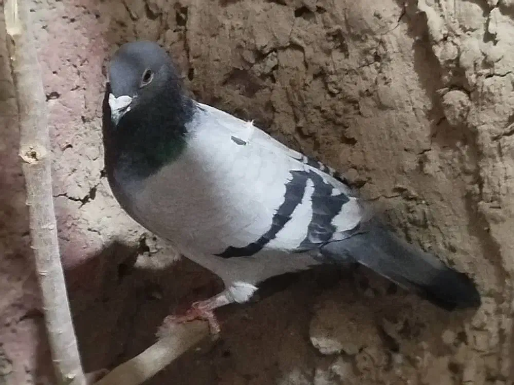 کبوتر ماده|پرنده|هامون, |دیوار