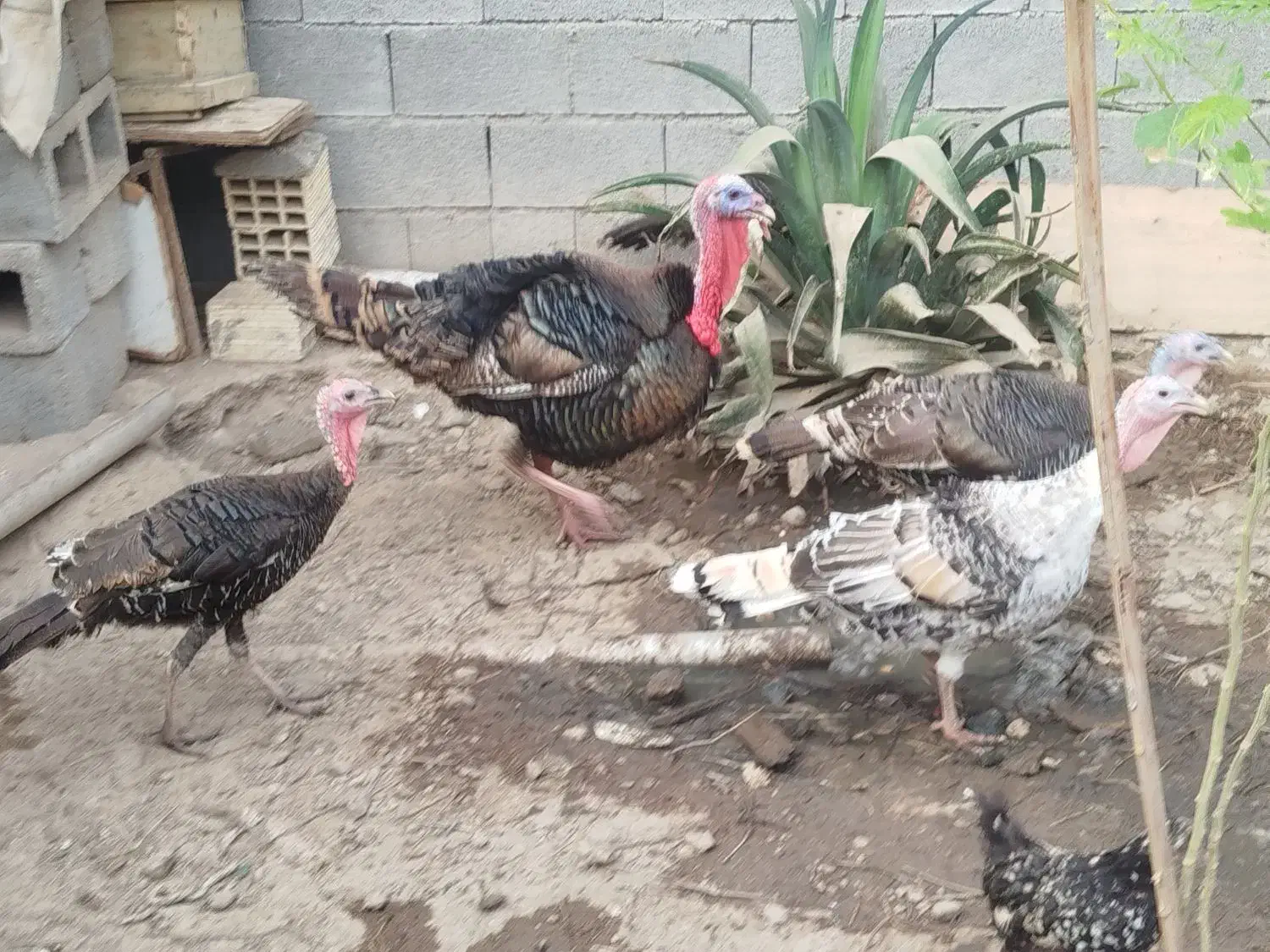 بوقلمو|حیوانات مزرعه|بندرعباس, |دیوار