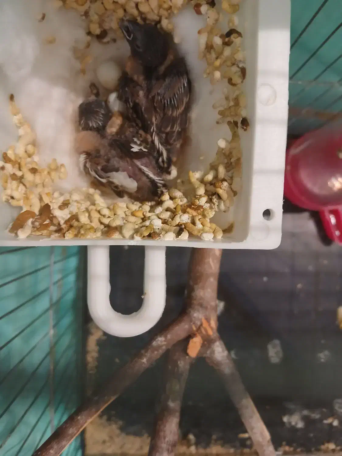 یک جفت فنج کینگ مولد|پرنده|تهران, سازمان برنامه جنوبی|دیوار