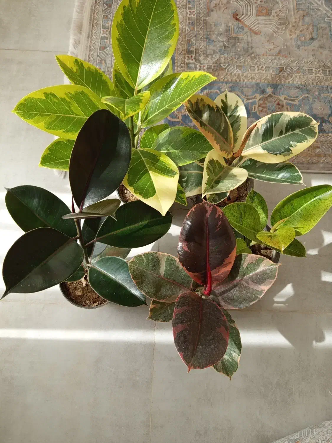 انواع گلهای اپارتمانی|گل و گیاه طبیعی|شاهین‌شهر, شهرک هشت بهشت|دیوار