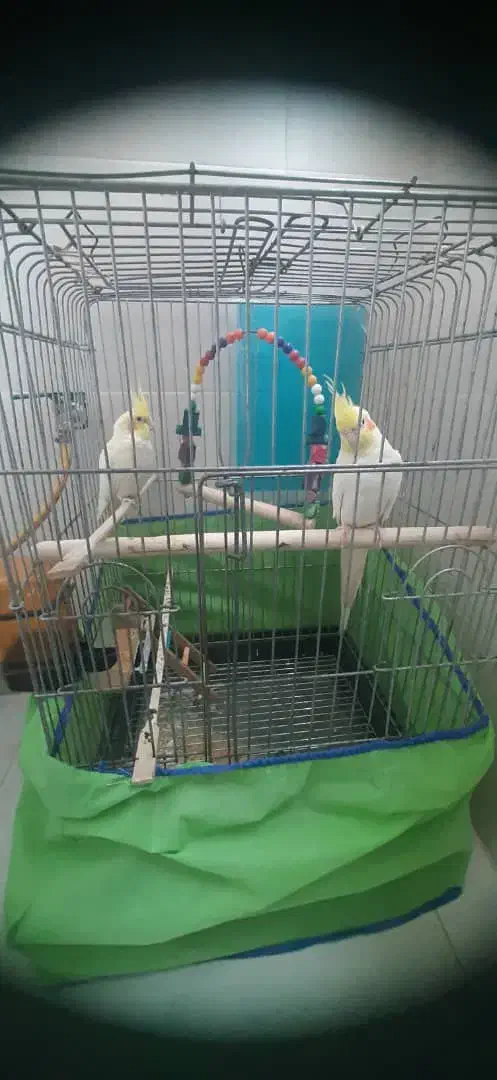 جفت عروس هلندی|پرنده|اهواز, شهرک دانشگاه|دیوار