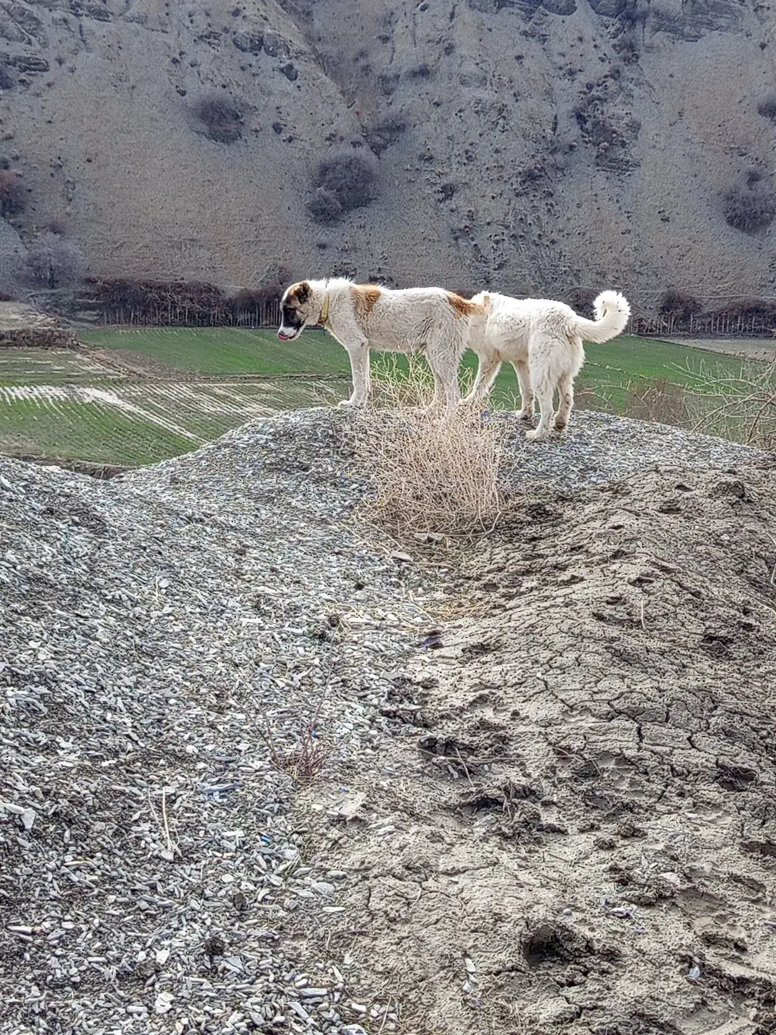 سگ.|سگ|آشخانه, |دیوار