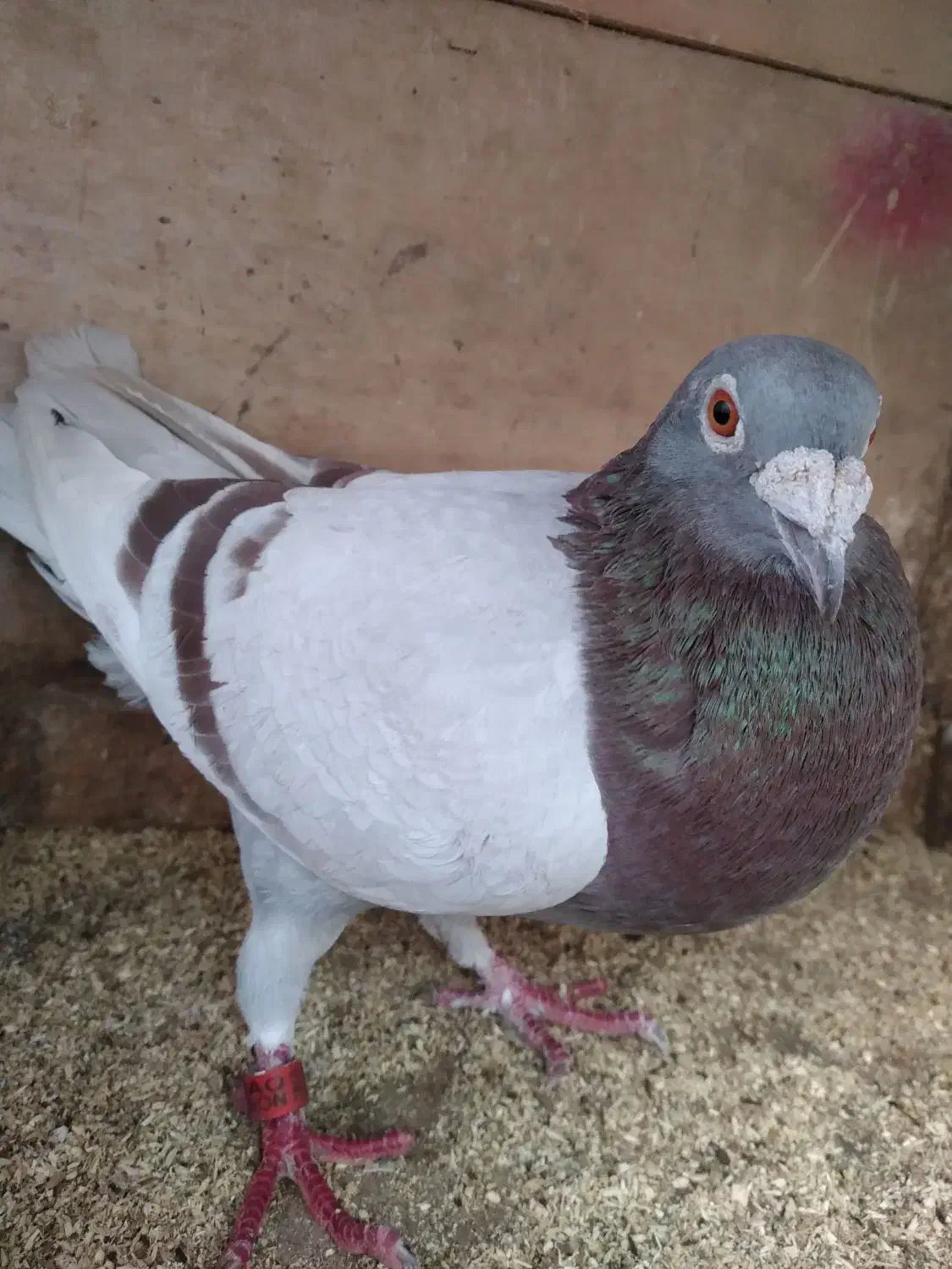 کبوتر مسافتی|پرنده|سنگر, |دیوار