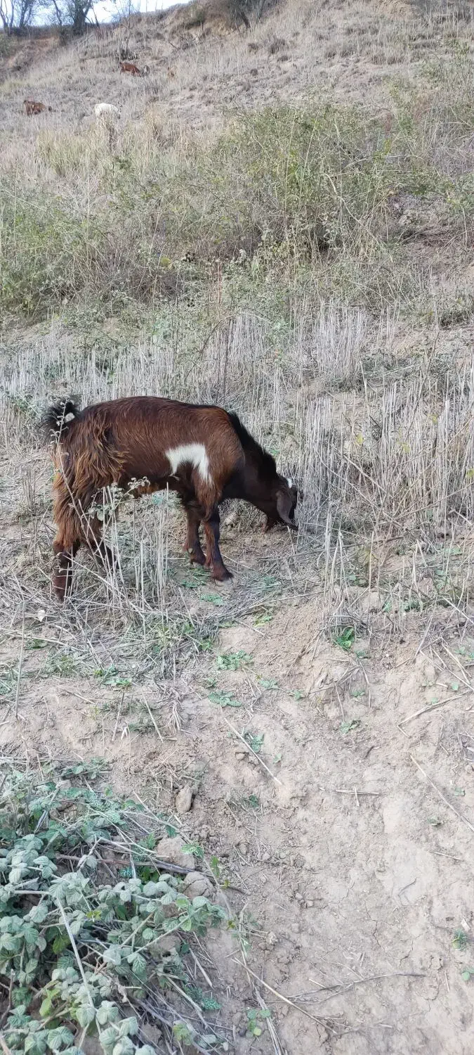 فروشی یک راس  بز غاله جنس کلک|حیوانات مزرعه|مینودشت, |دیوار