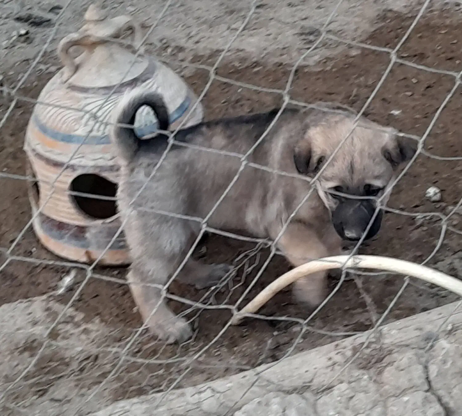 واگذاری سگ پژدر سرابی نگهبان گله توله|سگ|کهریزک, |دیوار