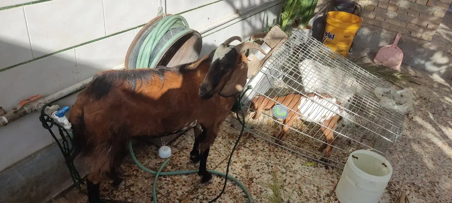 بز دو کهر|حیوانات مزرعه|بندر گناوه, |دیوار